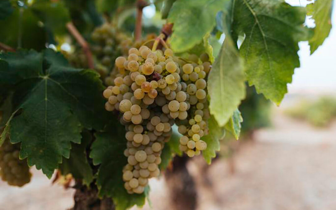 Se acelera la maduración alcohólica de la uva en la DOCa Rioja, que ha recogido ya algo más de dos millones de kilos