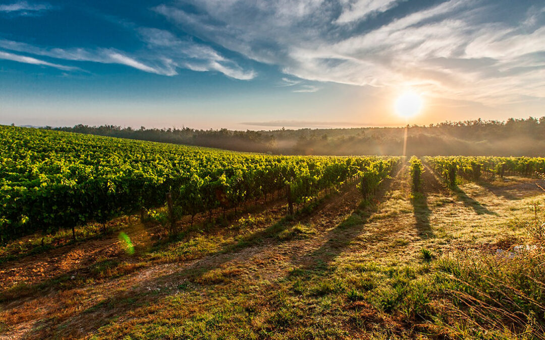 Las solicitudes de pago para la cosecha en verde de uva de vinificación ascienden a 13,37 millones y retirarán unos 34,89 millones de litros de vino