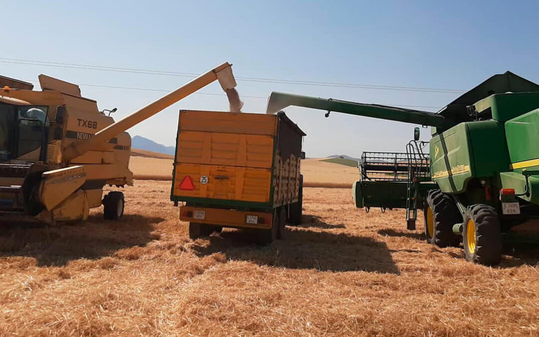 Los precios de los principales cereales siguen en un descenso continuo ante el excedente de la oferta mundial