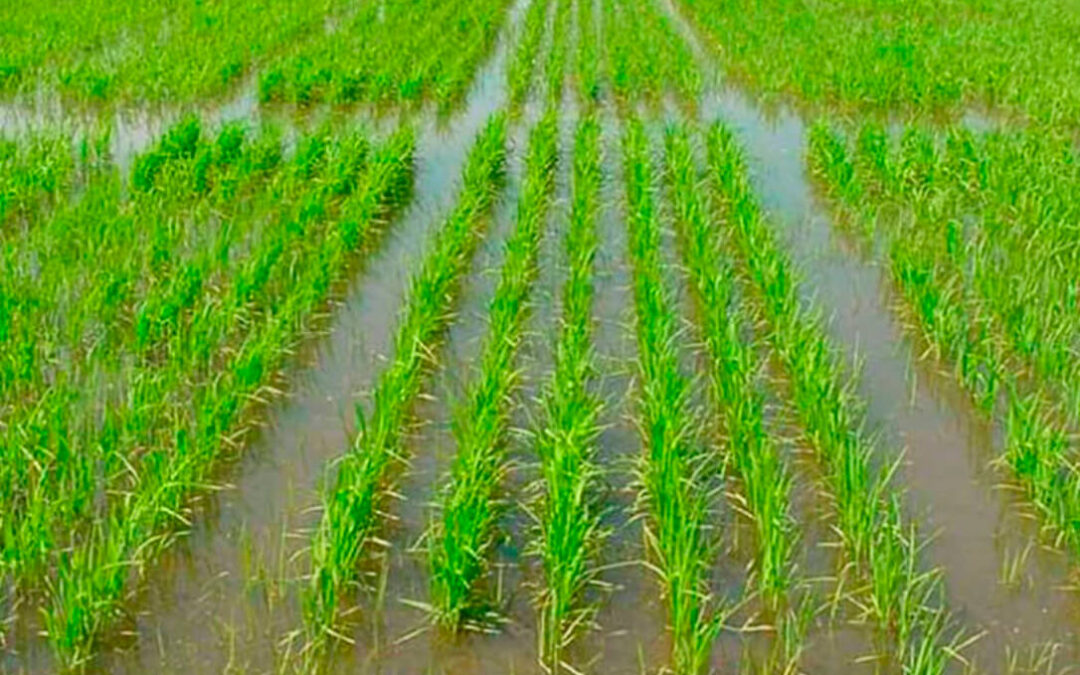 El sector arrocero extremeño denuncia «desinterés» y «abandono» por parte de la UE favoreciendo la entrada de arroz procedente de Asia