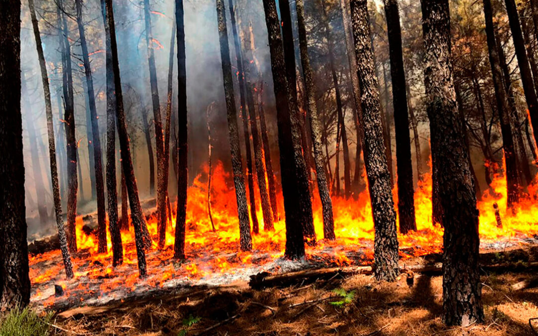 Detenido un trabajador forestal que había sido contratado para apagar incendios como presunto autor de tres fuegos en 2022 en el sur de Ávila