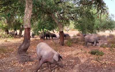 Un bosque-isla muy productivo en un espacio natural de alto valor ecológico para producir jamón ibérico de bellota, corderos y corcho