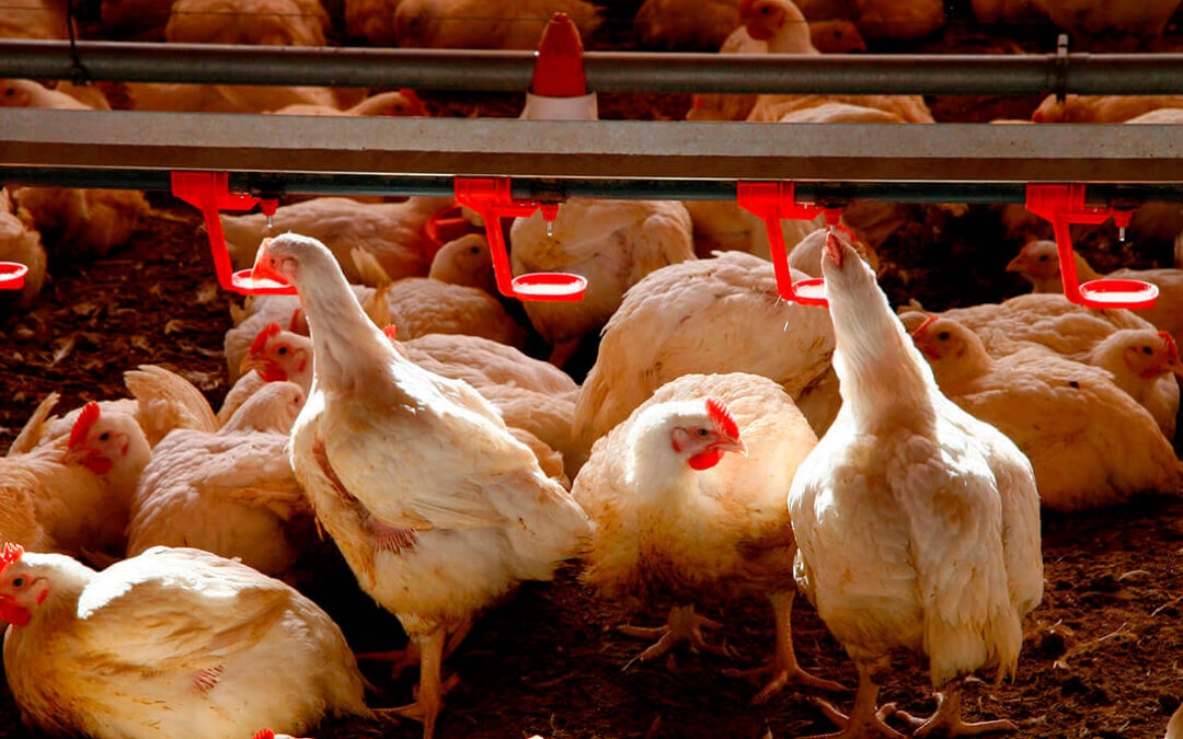 Los productores de pollos dejarán de ingresar hasta final de año 4.000 € por la bajada de precios impuesta por algunas integradoras