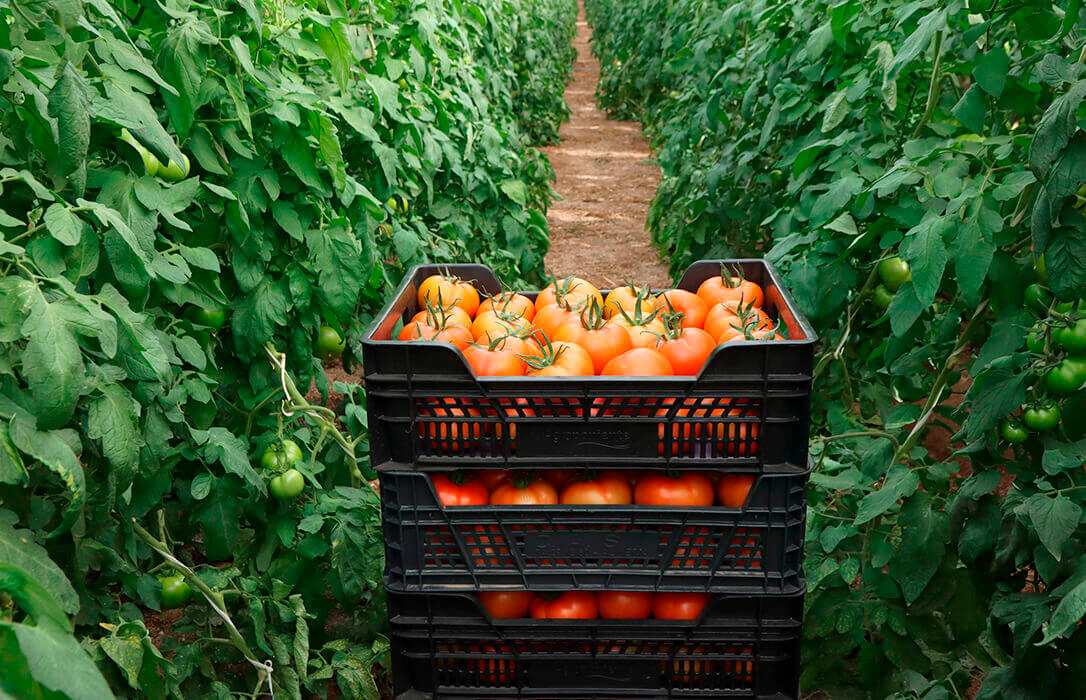 Endeudados pero siempre solventes: El sector agroalimentario redujo su nivel de morosidad en el pasado año 2022