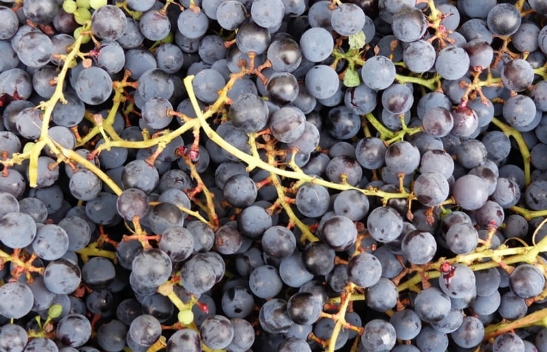 Las Industrias Vitivinícolas Europeas pide a Castilla-La Mancha que active una destilación de crisis ante la caída de precios de la uva tinta