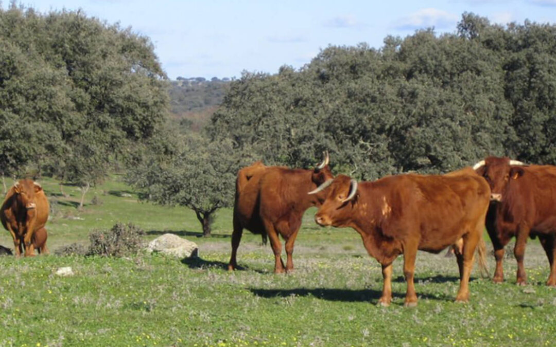 La nueva enfermedad del vacuno EHE se extiende por España: afecta ya a 1.400 cabezas de ganado en Zamora y hay nuevos casos en Asturias