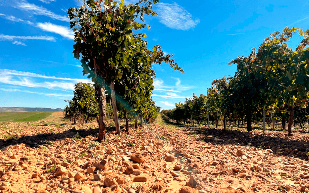 Andalucía destina 10 M€ de Minimis del Decreto de Sequía al porcino ibérico, apicultura, castaño y viñedos de vinificación