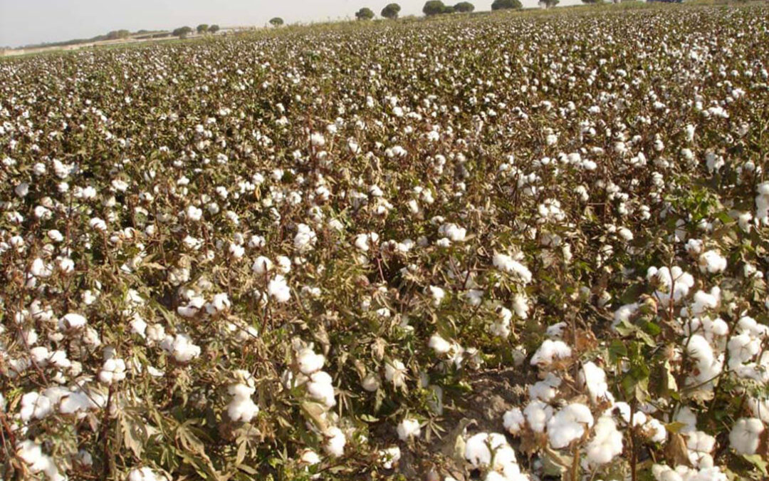 Comienza la cosecha del algodón andaluz con una reducción de cerca del 50% en su producción por la falta de riego y la sequía