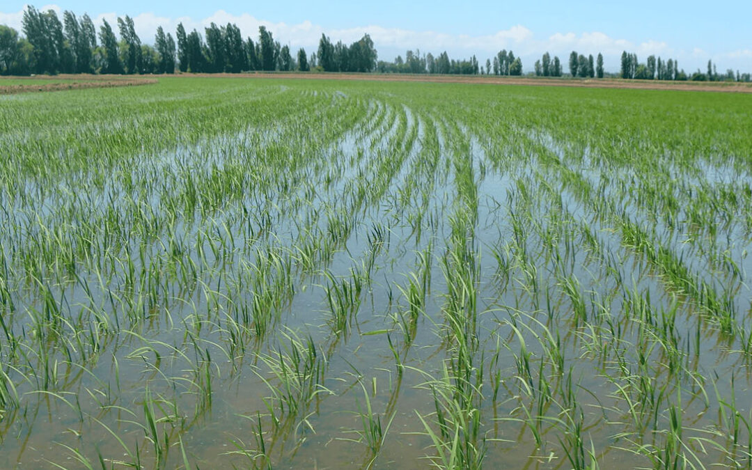 La campaña de arroz en Extremadura ya está a punto de arrancar con más superficie y temor a unos precios a la baja