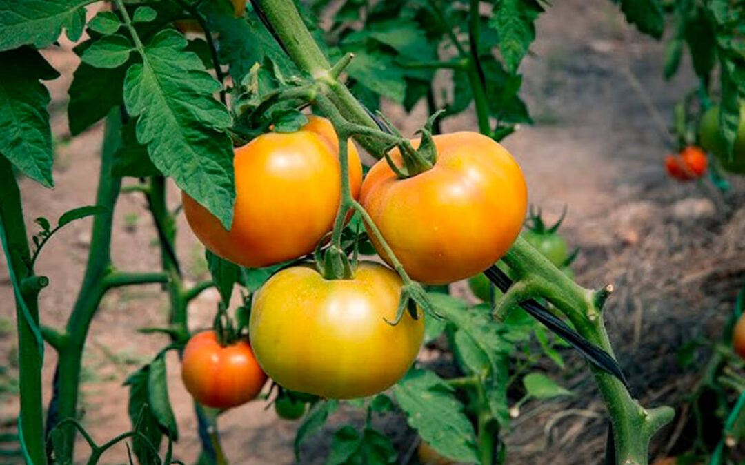 Prueban en invernaderos de Cádiz el uso de tensiómetros y lisímetros para producir más tomates ahorrando agua, energía y abono