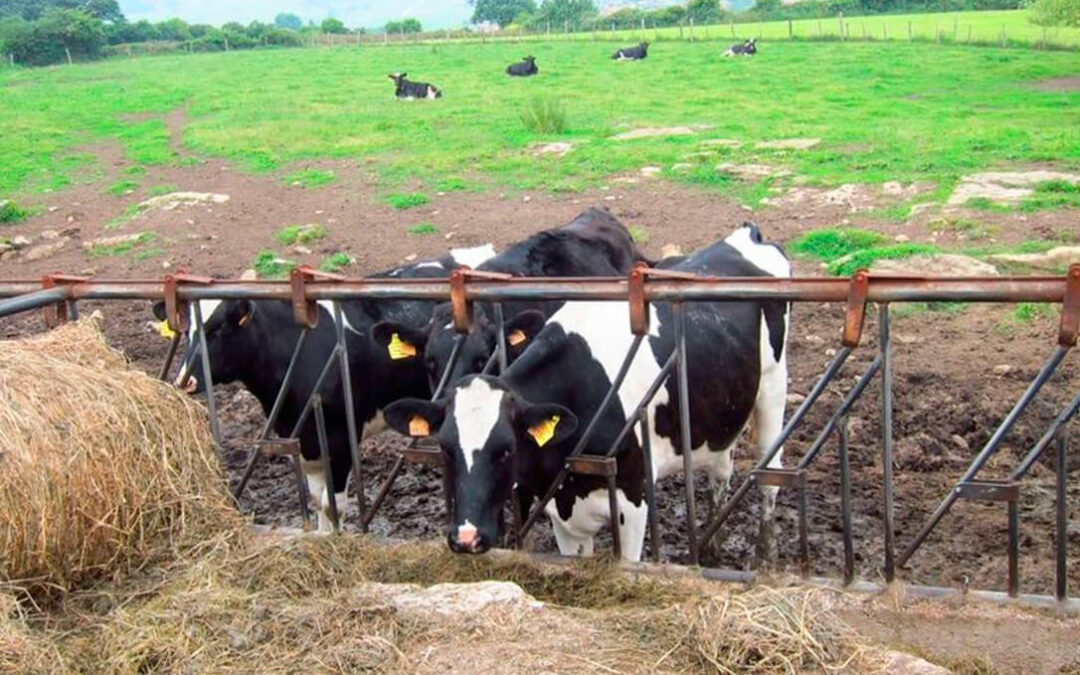 La Justicia europea desestima un recurso de España contra la aplicación de correcciones financieras de más de cinco millones al sector bovino