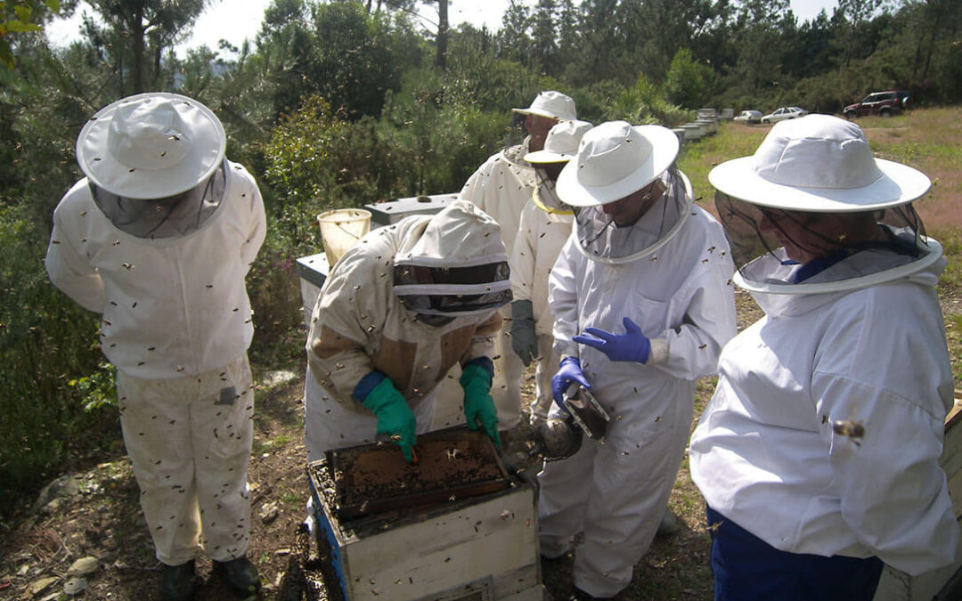 No todo son catástrofes en el campo: La climatología favorece una buena cosecha de miel en Lugo, a pesar de la velutina