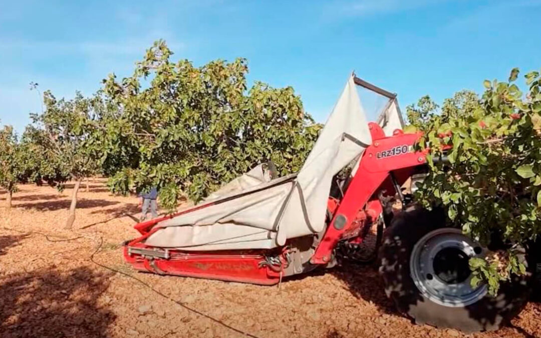 La cosecha de pistacho en España coge ritmo con un incremento en la producción y una buena calidad del fruto