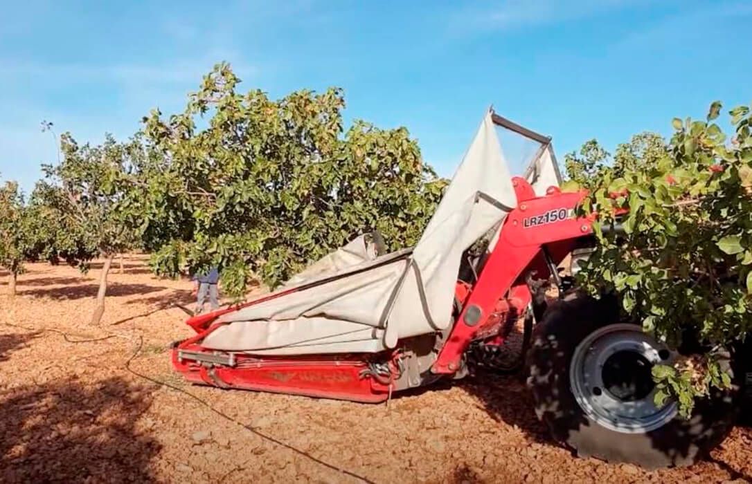 La cosecha de pistacho en España coge ritmo con un incremento en la producción y una buena calidad del fruto
