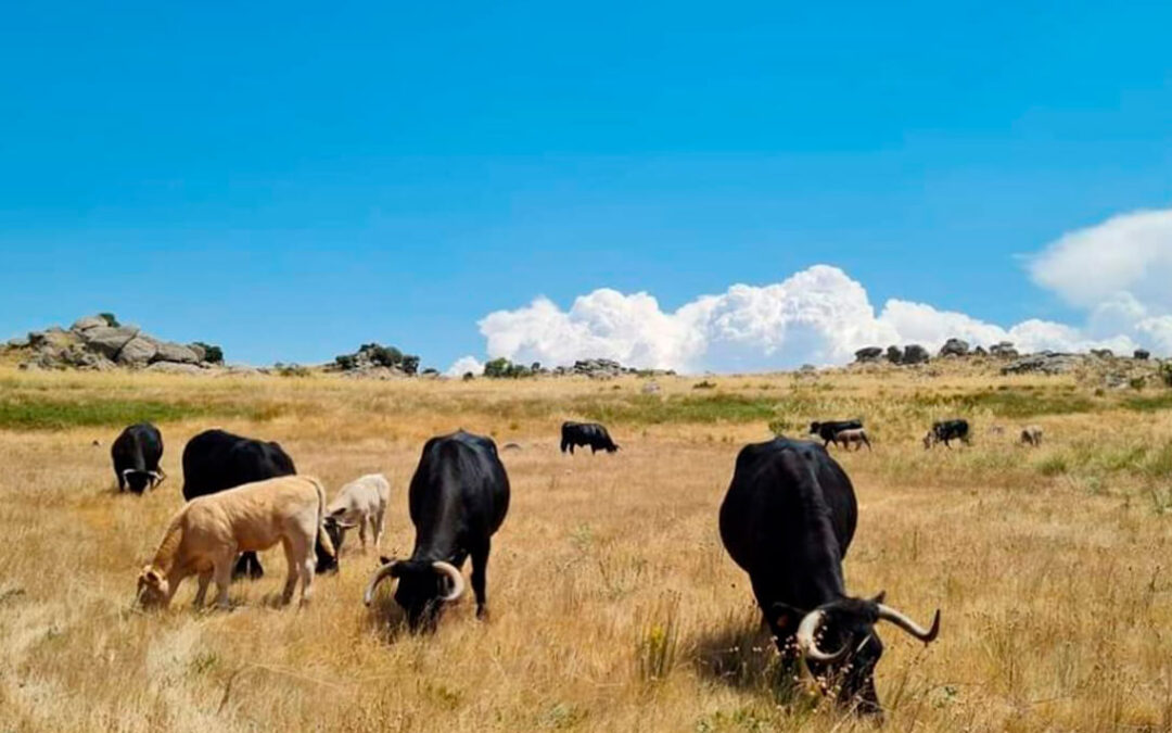 Los veterinarios advierten de que la propagación de la EHE en España está relacionada con el aumento de la fauna silvestre y la sequía