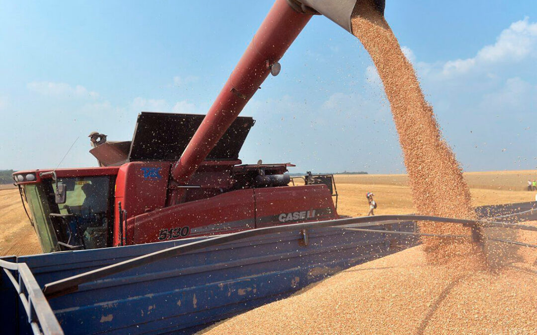 El mercado de los cereales cayó en el mes de agosto y todo hace indicar que esta tendencia bajista se mantendrá en septiembre