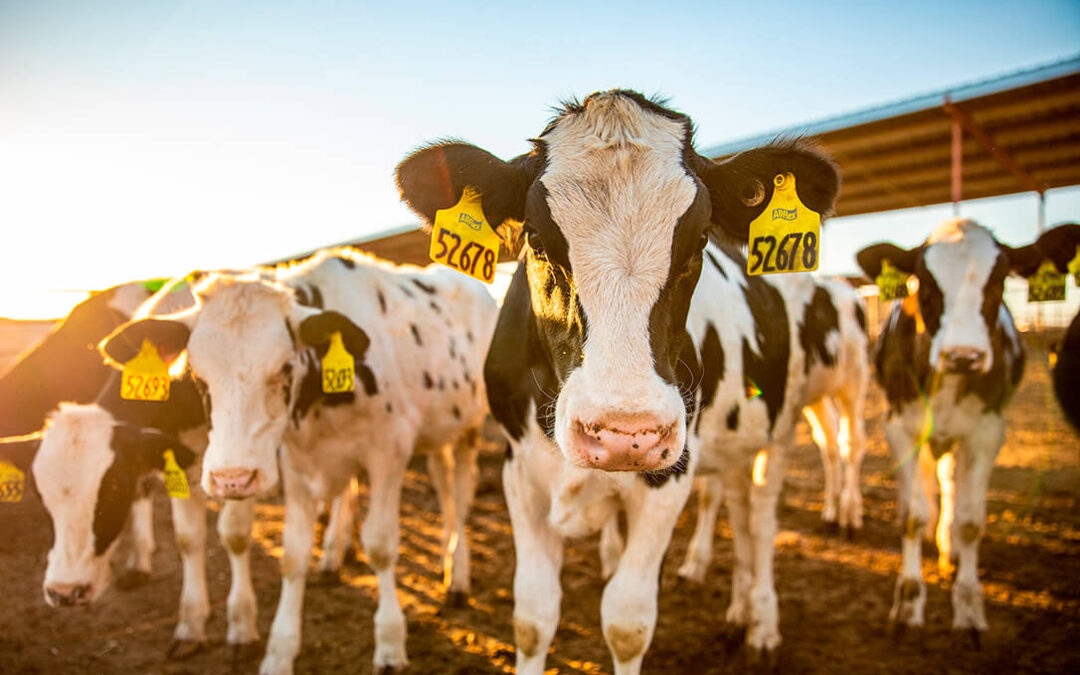 Otro problema más: Un estudio indica que el coronavirus bovino (BoCV) es altamente prevalente en las granjas lecheras de España