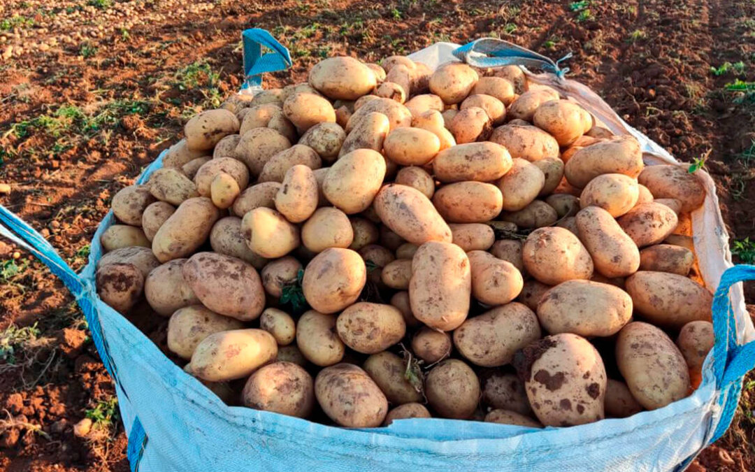Arranque fuerte de la campaña de la patata en la lonja de León mientras los cereales siguen repitiendo precios