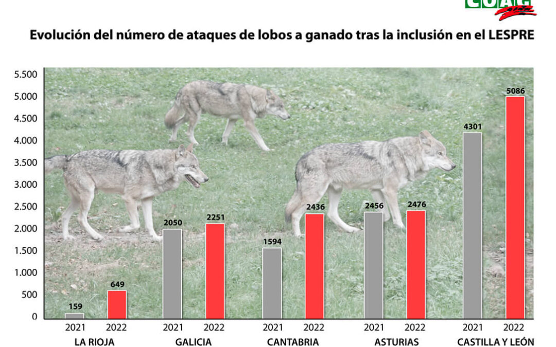 Cada día se producen 35 ataques de lobos a ganado en la España rural: la “ley Ribera” ha provocado un incremento del 20%
