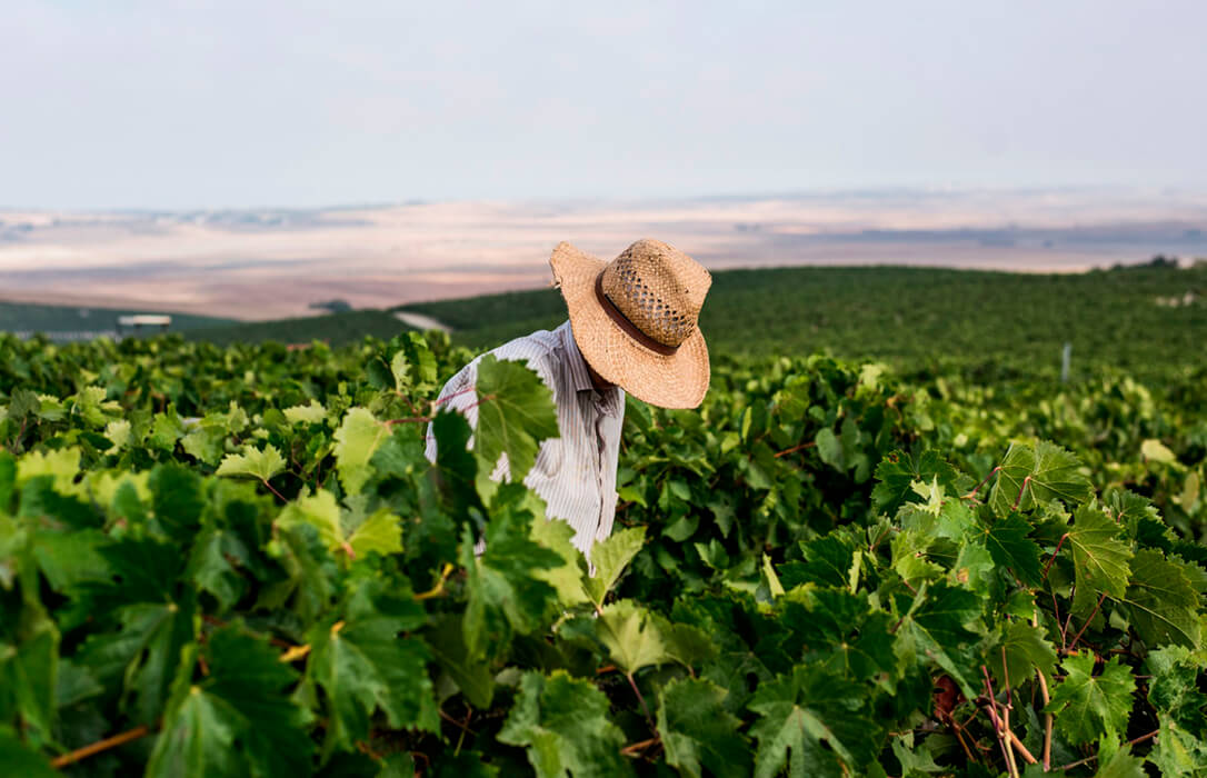 Concluye la Vendimia en el Marco de Jerez con una mayor producción y marcada por una uva de extraordinaria calidad
