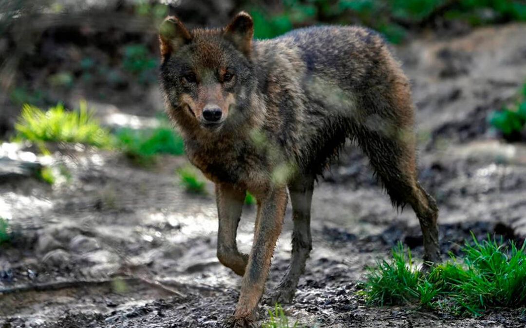 Bruselas quiere rebajar la protección del lobo porque son un «peligro» y las ‘comunidades loberas’ piden al Gobierno que limite su protección