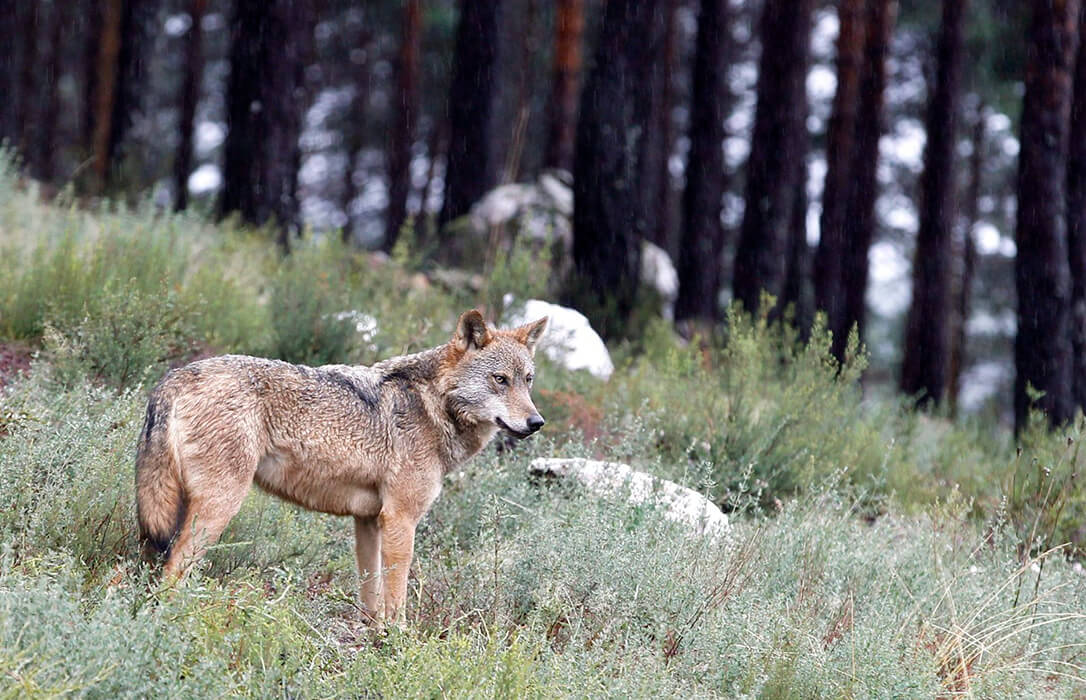 Las plataformas ecologistas enseñan los dientes en defensa del lobo para evitar que la CE rebaje su actual protección