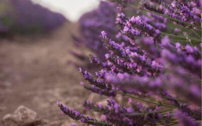 Castilla-La Mancha defiende en la UE la lavanda y el lavandín como productos saludables y sostenibles y su importante aporte socioeconómico