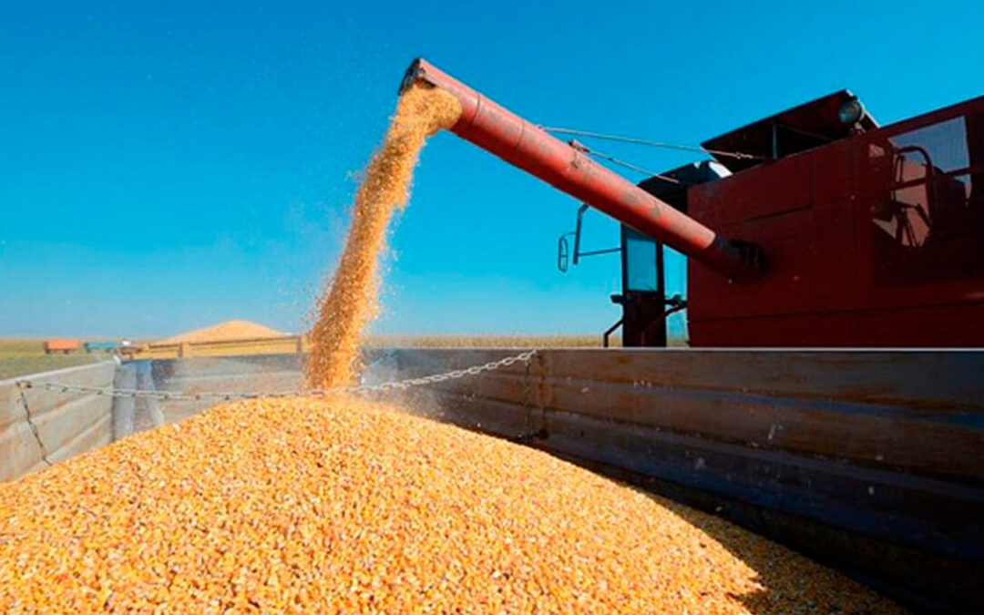León se afianza como la principal provincia productora de maíz de España con el 29,47% y no crece más por las limitaciones de la PAC