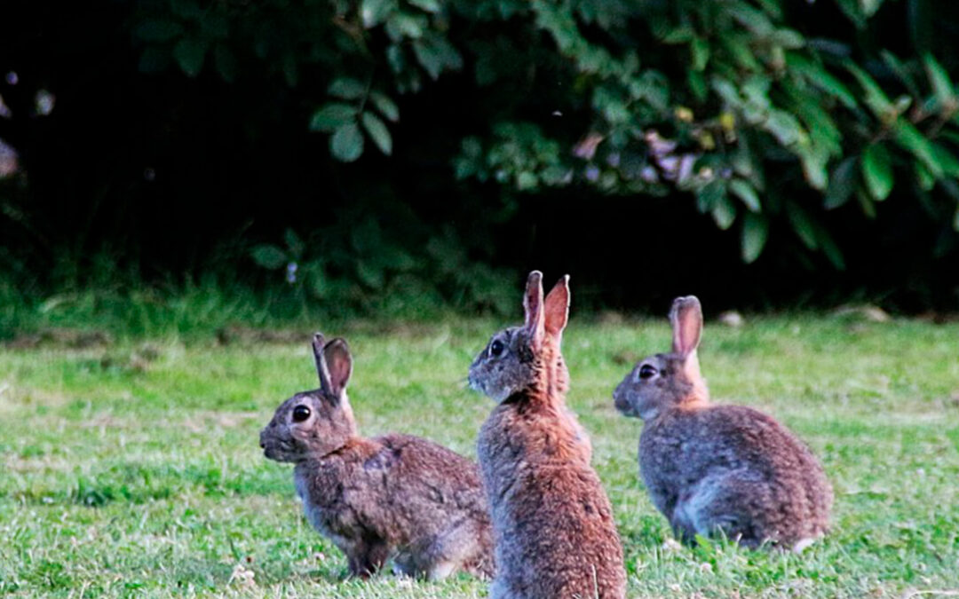 Arranca el proyecto Life Iberconejo que busca el equilibrio de las poblaciones de conejo y disminuir los daños a la agricultura