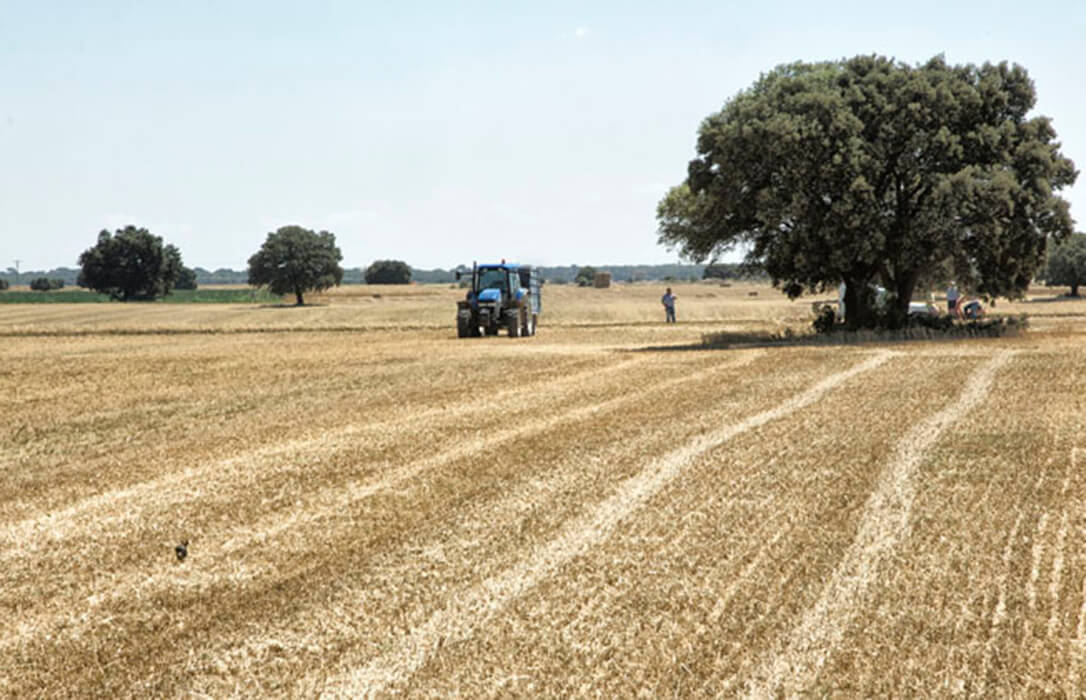 Continúa habiendo poco movimiento en la lonja del Ebro con una operativa muy floja y pocos cambios en las cotizaciones