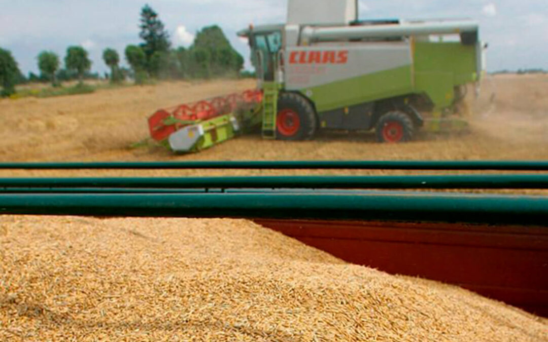 Los precios del trigo suben en España frente a un mercado internacional «revuelto» mientras que el maíz sigue a la baja