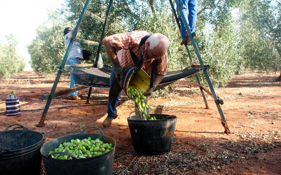 El Gobierno prevé una nueva campaña de aceite de oliva por encima del año pasado pero situándose debajo del millón de toneladas