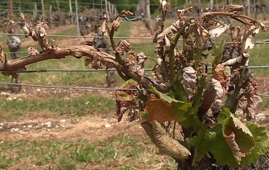 Tarde y mal: los viticultores denuncian que algunas peritaciones de Agroseguro son «inadecuadas», lo que genera desconfianza
