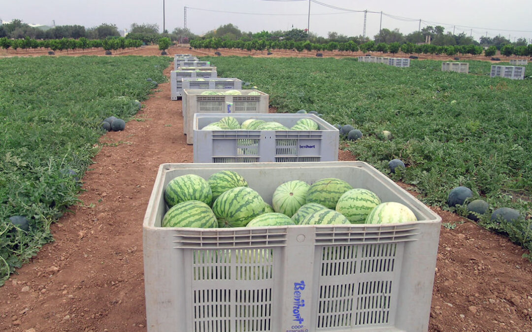 Termina la campaña con unos precios ajustados para el melón y negativos para la sandía, alejado de los umbrales de rentabilidad