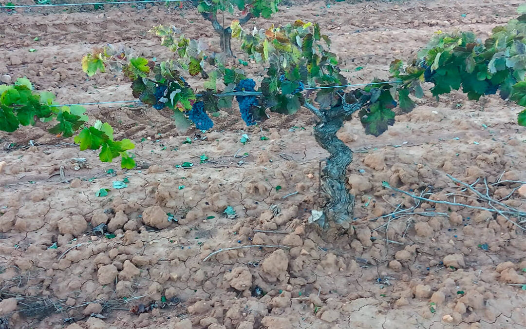 La meteorología confirma descensos de la cosecha de uva de hasta el 60% mientras los precios son inferiores a los percibidos hace más de 30 años