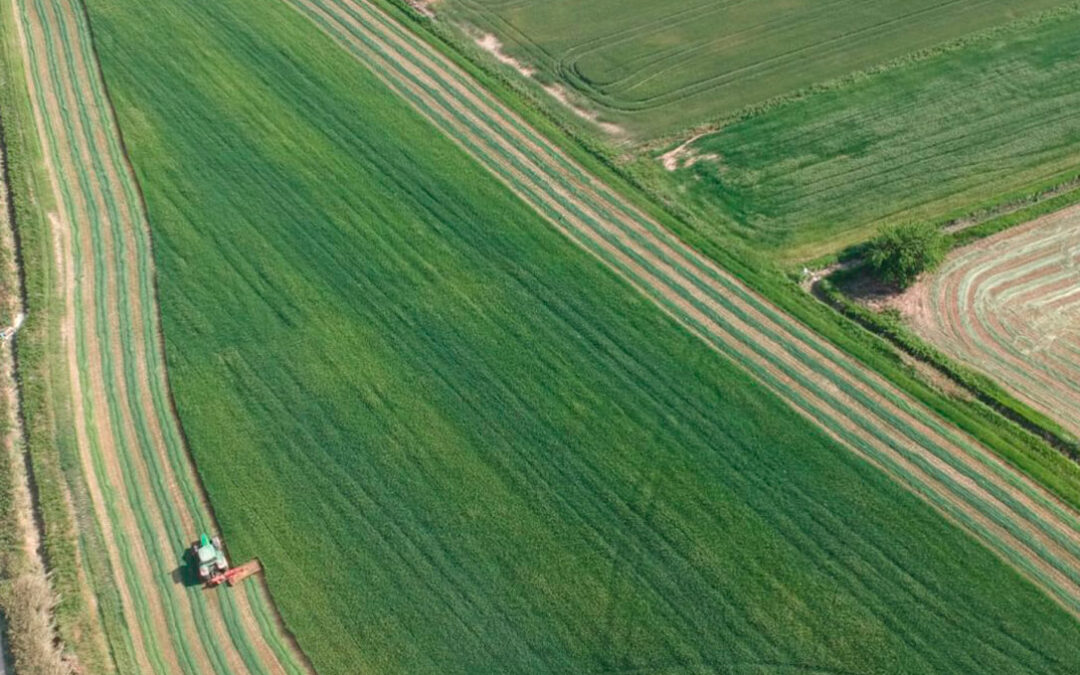 Los fabricantes de alfalfa prevén una caída de más del 25% en la producción de forrajes por los efectos de la sequía