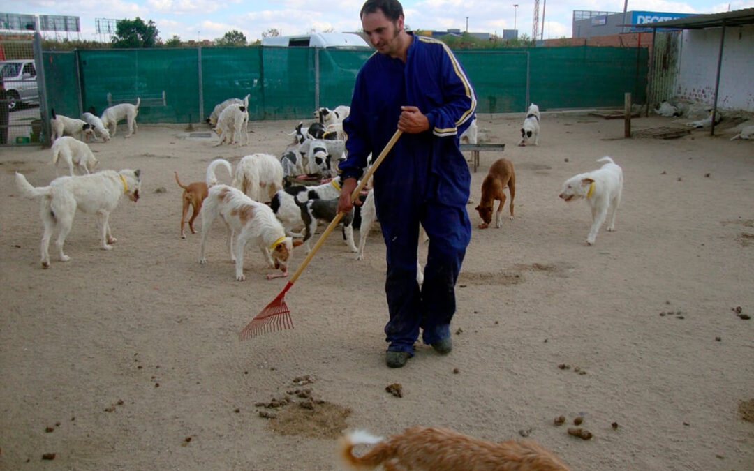 La Asociación Española de Rehalas reivindica que los tratamientos sanitarios obligatorios para los perros de rehala sean gratuitos
