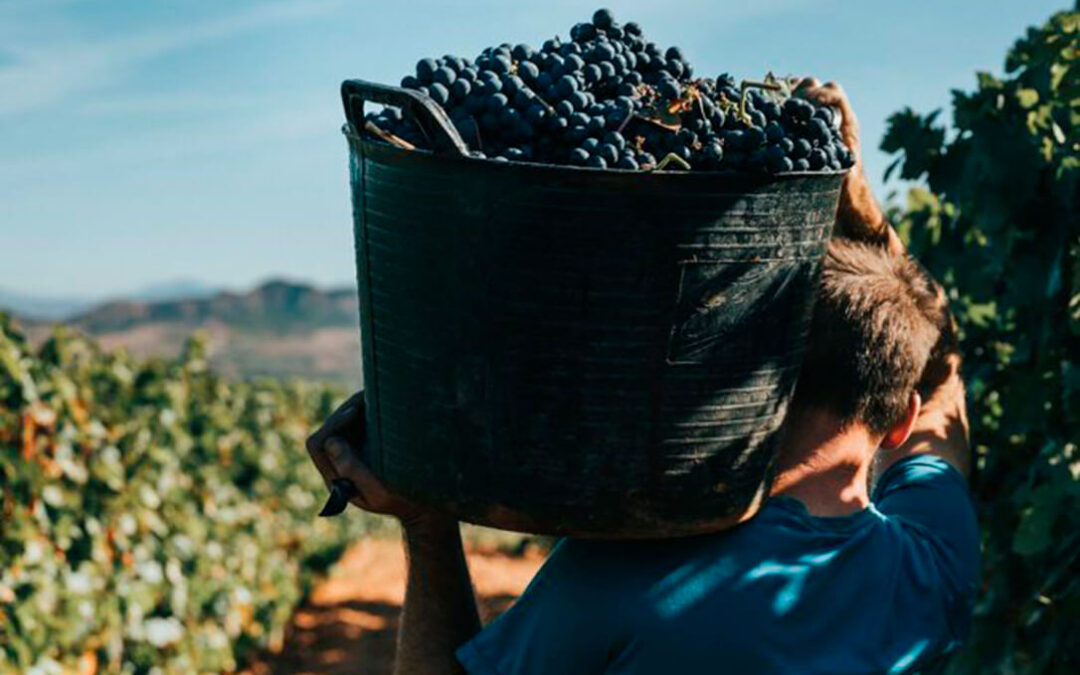 Llamamiento a trabajar en un frente común para recuperar la rentabilidad de los viticultores ante los bajos precios