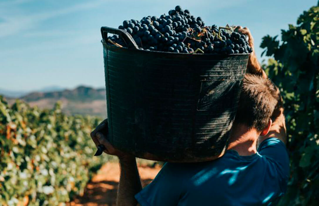 Llamamiento a trabajar en un frente común para recuperar la rentabilidad de los viticultores ante los bajos precios