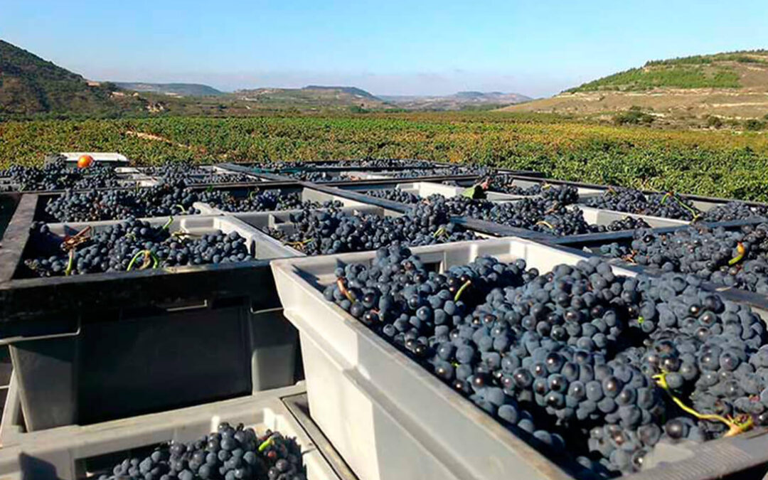 El Gobierno de la Rioja crea un órgano específico para controlar las operaciones comerciales de compra-venta de uva de la vendimia
