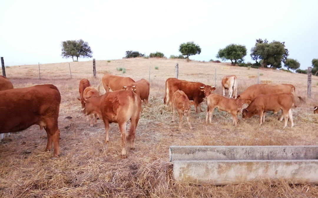 Reclaman a la Junta de Andalucía el pago de las ayudas a los ganaderos para paliar los efectos de la sequía