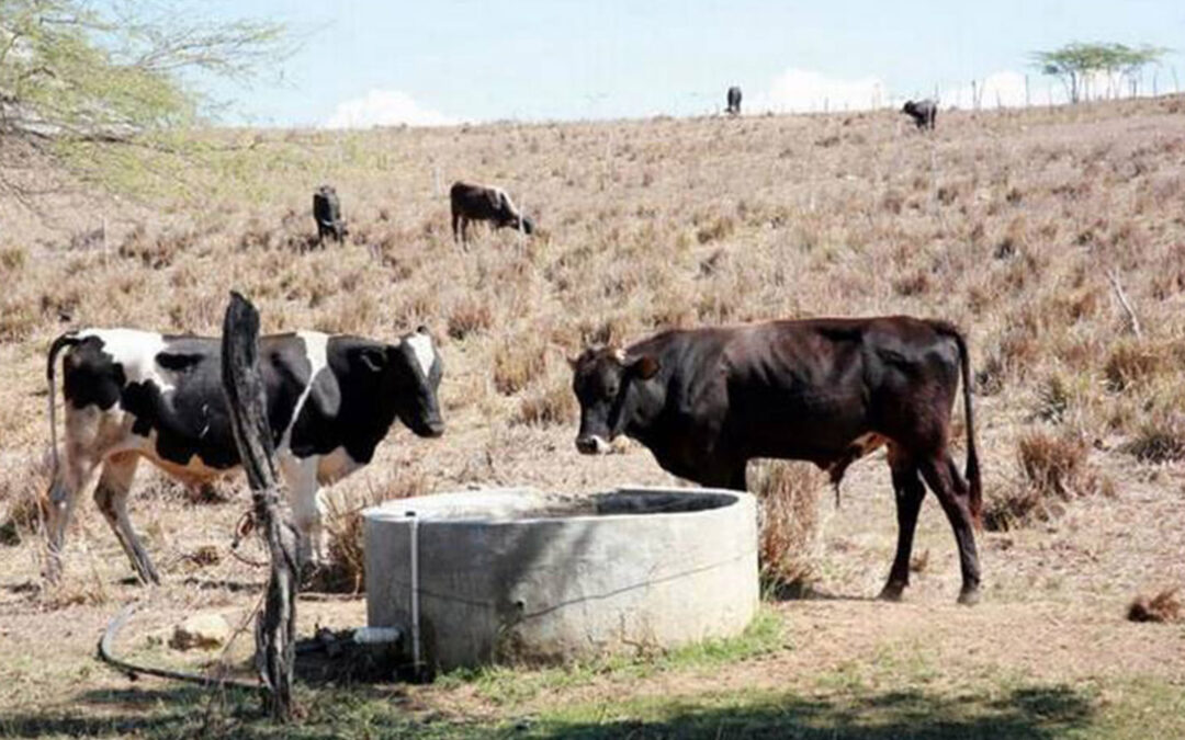 Liquidez para el campo: El Gobierno abonará en octubre los 355 millones en ayudas a la ganadería por la sequía