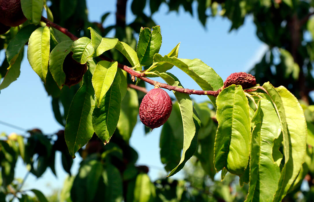 Reclaman que se establezca ayudas complementarias para los fruticultores afectados por la fuerte sequía
