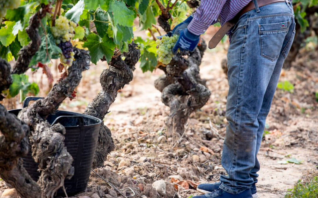 Alertan de que, por primera vez, pueden quedarse uvas colgando de las cepas al no encontrar bodega para ellas y los bajos precios