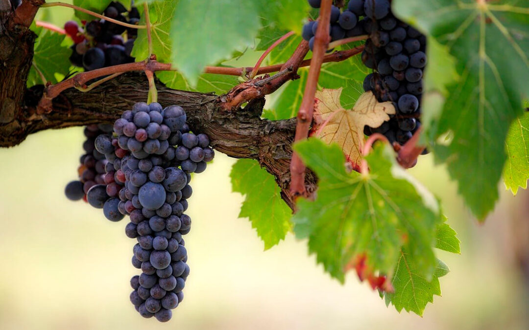 Solicitan un ‘plan de rescate urgente’ a los viticultores ante el nulo impacto que la destilación ha tenido en el precio de la uva
