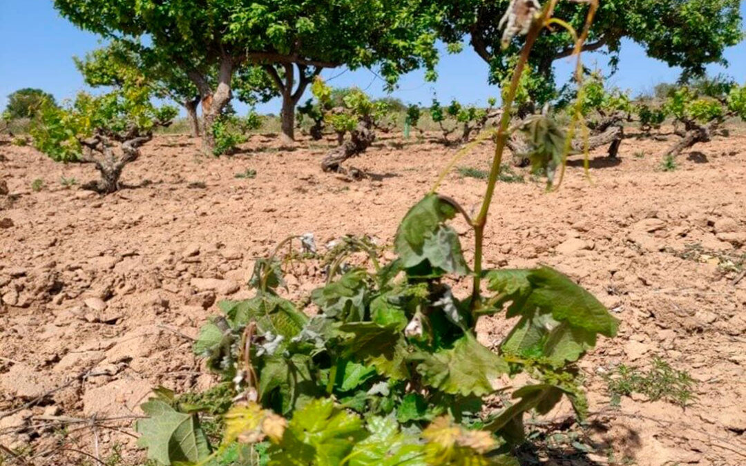 Los agricultores de Tierra de Barros estudian una reclamación conjunta ante las pérdidas que les está provocando Agroseguro