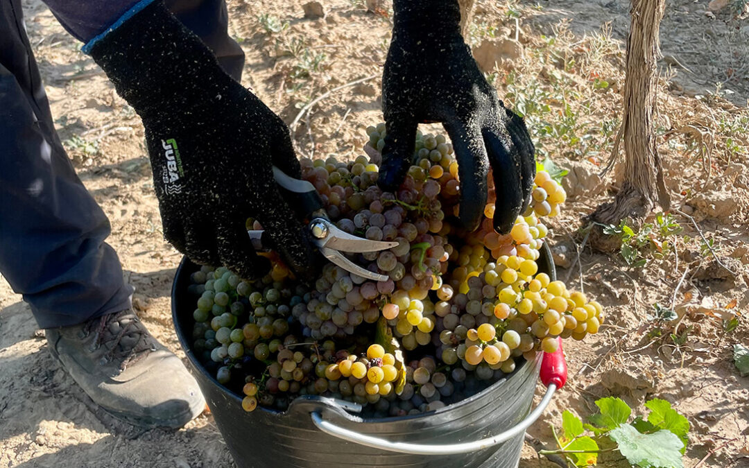 Denuncian que de forma generalizada en toda España se está vendiendo la uva con precios por debajo de costes por la presión de las bodegas