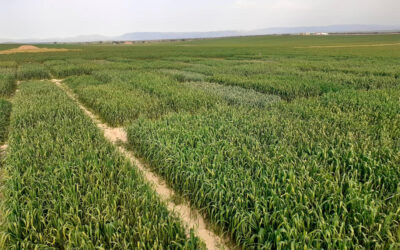 Registran nuevas variedades de trigo y triticale más productivas para ensilado, heno y pienso con características nutricionales de calidad para el ganado