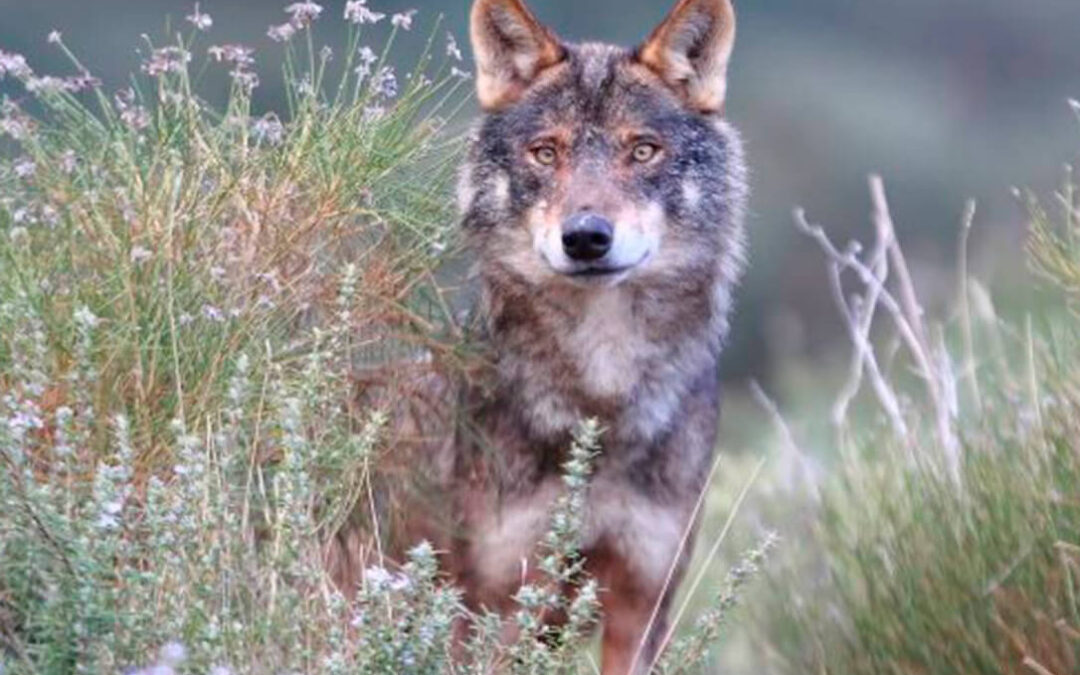 El lobo mata 10 ovejas en Castroviejo (Rioja) en una zona baja e «inusual» para esta especie lo que demuestra su «expansión descontrolada»