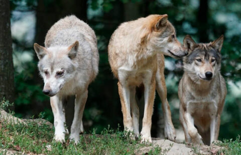 Enfado ganadero con el Principado de Asturias: sólo reconoce 1.115 animales muertos por el lobo y el sector habla de más de seis mil
